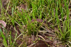 Wisneria triandra